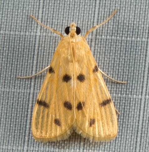 Dichocrocis sp. 20